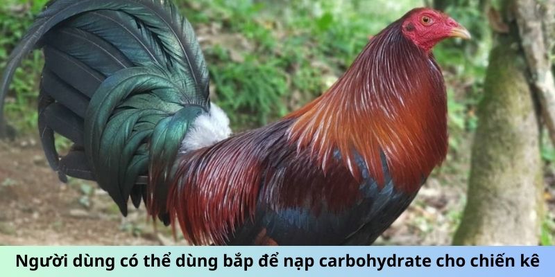 Cách Nạp Carbo Cho Gà Đá - Tối Ưu Hóa Thể Lực Chiến Kê 3 Trang Chủ Jun88.com #1 Việt Nam Người dùng có thể dùng bắp để nạp carbohydrate cho chiến kê